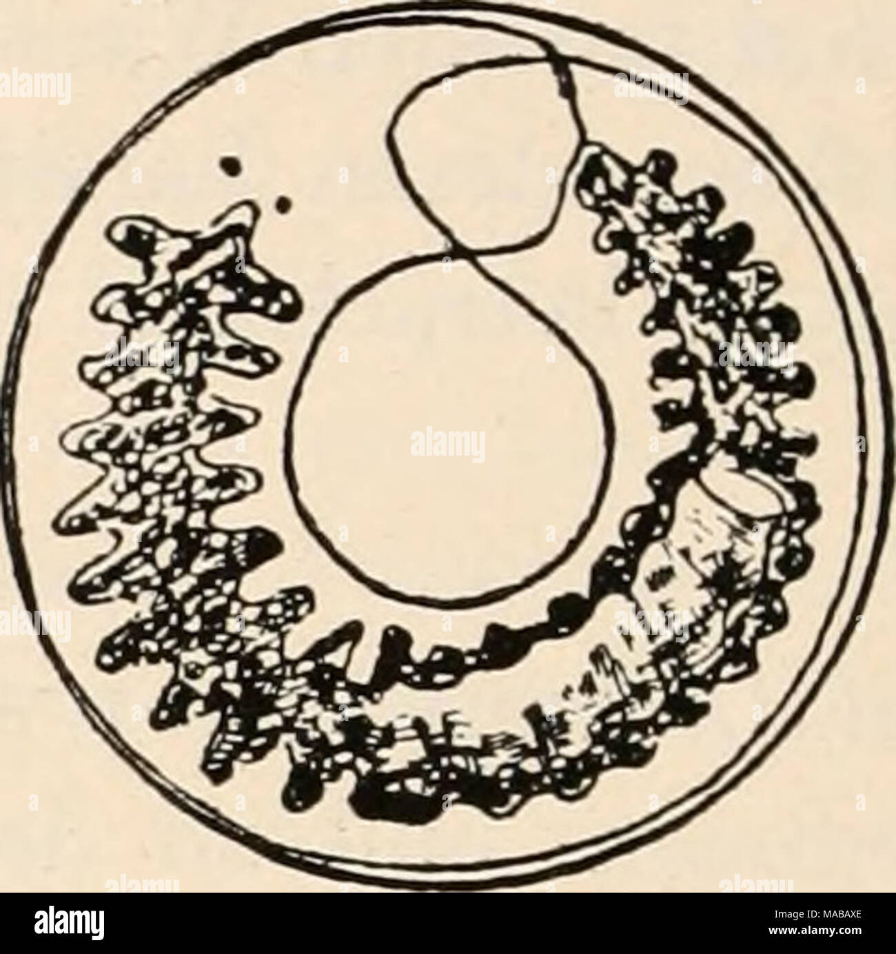 . Il dott. H.G. Bronn's Klassen und Ordnungen des Thier-Reichs : wissenschaftlich dargestellt in Wort und Bild . In einer feinen schlei- migen Hülle eingekap- selte planari vitta. (Nach Sek er a [1293]). Paludicola. Als gelegentliche Epöken sind zu nennen die Planarien, welche nach Scupin (1245) ihre Eikapseln an den Beinen und an der Brust von Banatra linearis ablegen, als gelegentliche Enöke die von legno- vale la pena (853, pag. 10) beschriebene planari unionicola n. sp., welche er auf dem Mantel eines ünio alatus dire kriechend fand. Steinmann (1504, pag. 95) hält diese Fundstätte für eine Verirrung u Foto Stock