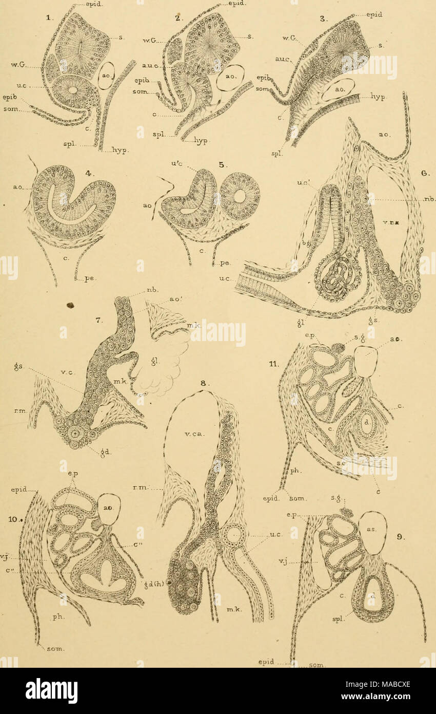 . Il dott. H.G. Bronn's Klassen und Ordnungen des Thier-Reichs : wissenschaftlich dargestellt in Wort und Bild . Dr.CK.H.del. Steendr.v.p.WMTrap. Il dott.H.WdGlith. Foto Stock