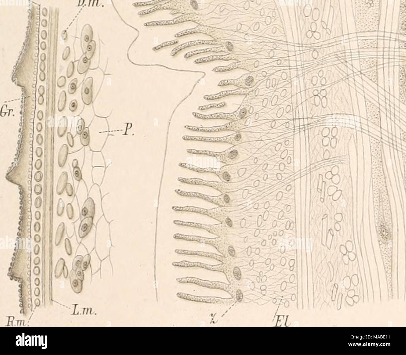. Il dott. H.G. Bronn's Klassen und Ordnungen des Thier-Reichs : wissenschaftlich dargestellt in Wort und Bild . /A^V. ////. ////. ^&GT; p. y. Fig. 8. Â Jf / / Taf.lWni. ^.c. Fig. 3. -%Â ¢ r Ms. " -, Ph. J). V Bs. i l â ^1' f â m. Kst. Seh ss. Fig.9. Gr -r:^ II. Iffii J).st. V. hii,;. Kllnihardt.Leipzig Foto Stock