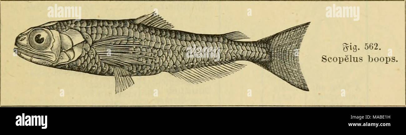 . Il dott. Johannes Leunis sinossi der thierkunde. Ein handbuch fÃ¼r hÃ¶qui lehranstalten und fÃ¼r alle, welche sich wissenschaftlich mit der naturgeschichte der thiere beschÃ¤ftigen wollen . Br reidjen biÃ¶ jum Alfter; SÃ¤esn 10â12cm; fÃ¼nfmat fo taug mie ^ocb (0^ne bie S). *J&GT;acififcÂ£)cr Ccean. 3. ParalepisV Risso. KÃ¶rper geftrcdt, feittti^ jufammengebrÃ¼dt, mit binfÃ¤Ã¼igen Â©d)uppen; ajJunbfpatte fe^r mcit; ^Ã¤'ijne ungteid), in einer 9teit)e; 1) BA-rpayo? Grcfc^. 2) .ScopeIus = Ã¤f^nIicf)c. 3) aaÃ¼po? Eibect)fe; bei SlriflcteteS auc!^ 9Iame einctS Seefift^ei^. 4) grau. 5) AX6-e&GT;vO; 5 Foto Stock