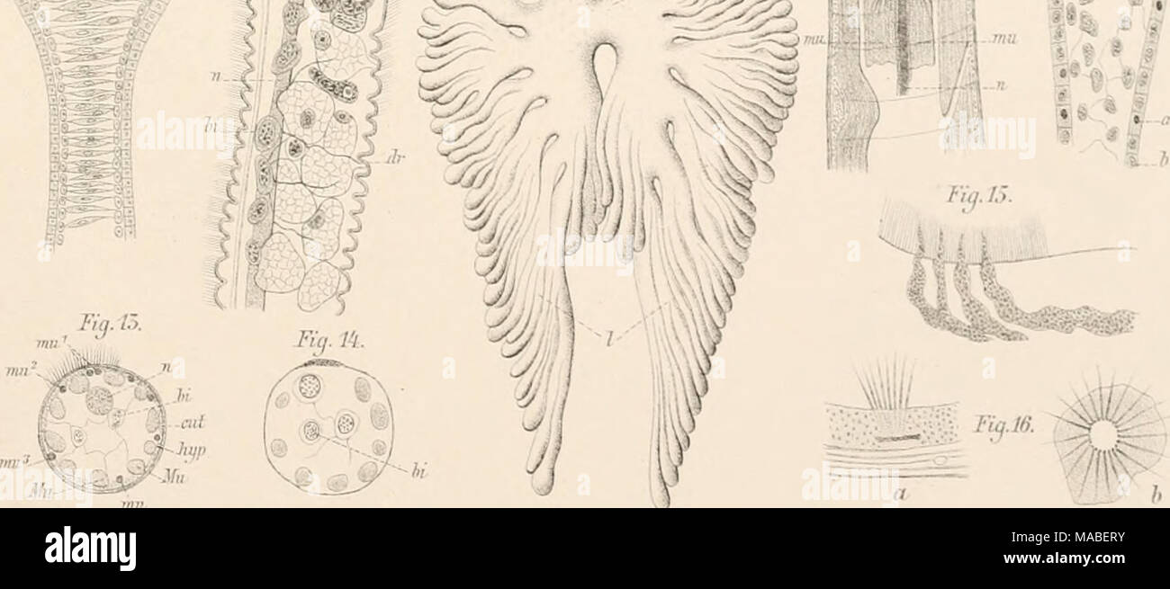 . Il dott. H.G. Bronn's Klassen und Ordnungen des Thier-Reichs : wissenschaftlich dargestellt in Wort und Bild . Foto Stock