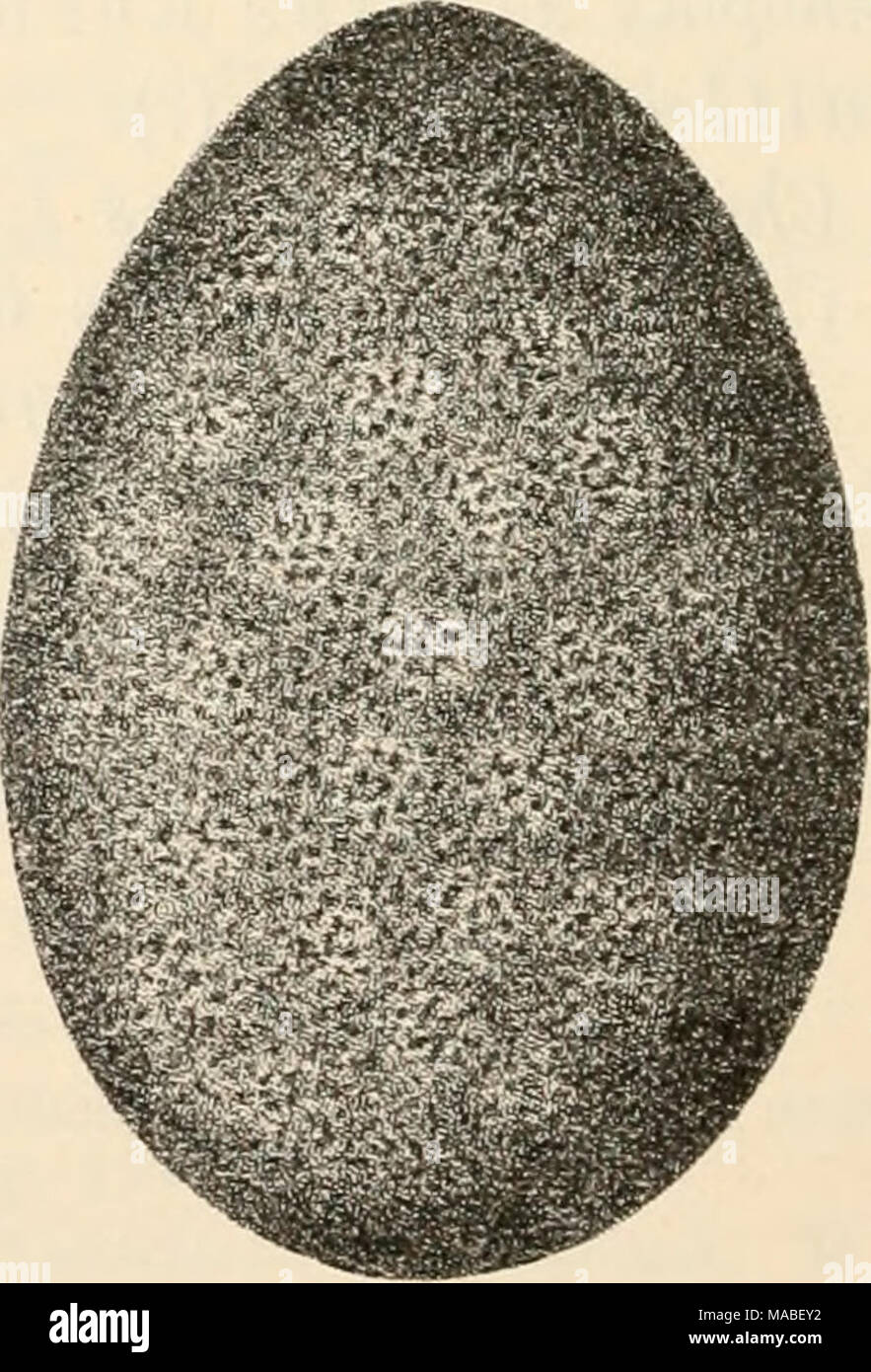 . Il dott. H.G. Bronn's Klassen und Ordnungen des Thier-Reichs : wissenschaftlich dargestellt in Wort und Bild . A. Acanthochüon fascicolare/s, 7] (nach rieh Blum). B. Cryptochiton Stellen var. violacea, ^J.-, (nach A. V. Nord in un n). C. Cryptojüax oculatus, ^f.-, (nach Haddon). Wenn die hinteren Schalenstücke auseinanderrücken {Cryptoplax oder Chitonclliis) (Fig. IG). Die Umrisslinie wird wolil als Mantelsaum bezeichnet (43). Bei der Unsicherheit der Deutung es ist vielleicht vortheilhafter, einen in- differenten Namen zu wählen und sie P erinotaeum zu nennen*). Dann *) Jene indifferenten Ausdrüc Foto Stock