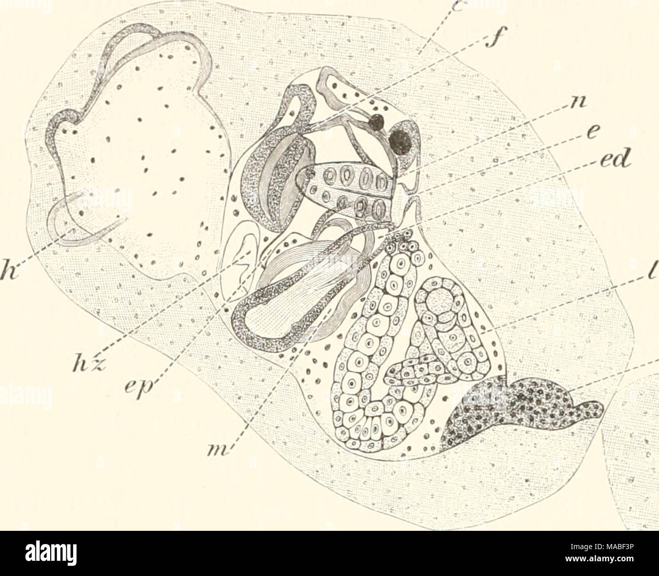 . Il dott. H.G. Bronn's Klassen und Ordnungen des Thier-Reichs : wissenschaftlich dargestellt in Wort und Bild . .-Ce ..c Festsitzende Clavelina-Larva mit spiralig eingerolltem Euderschwanz. Nur der vordere Theil des perdere am Thiere haftenden Sehwanzmantels ist in die figura eingetragen worden, ^â "/j. c = Cellulosemautel: e ^ EgestionsÃ¶fiiiung; ce = Ektodennepithel; efZ = Euddarm; ep =^ Epicard; /' = Flimmerbogen; /t = HaftfortsÃ¤tze; /t^ ^ HerzhÃ¶hle; Z = primÃ¤ri LeibeshÃ¶hle; m = Magen; n = Nervenstrang oder Ganglienzellstrang. Kowalevsky's Ã¼ber die KÃ¼ckbildung des Ruderschwanzes bei Phallu- Foto Stock