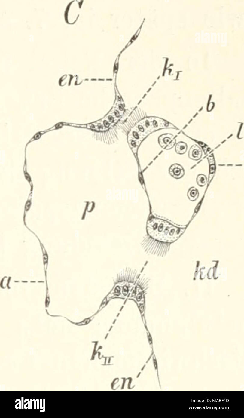 . Il dott. H.G. Bronn's Klassen und Ordnungen des Thier-Reichs : wissenschaftlich dargestellt in Wort und Bild . LÃ¤ngsschnitte durch den rechten Peribranchialraum und die benachbarte Kieraendarm- bacchetta. ^^^i. Ã embrione von Clavelina. B Eben festgesetzte Larve der Clavelina. C Festgesetzte CVowa-Larve. ffl = Aussenepithel des Peribranchiah-aums; b = Innenepithel; ce = Ektodermales Haut- epithel; en = Entoderm des Kieniendarms; Ã;j, kll ^ vordere und hintere Kiemenspalte; KD == Kiemendarm; l == primÃ¤ri LeibeshÃ¶hle; mz = Mesenchymzellen; p = Peribranchial- raum. branchialblÃ¤schen sofort un zwei Ste Foto Stock