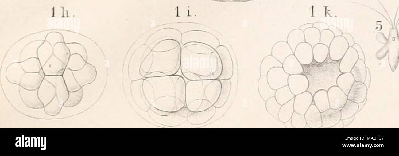 . Il dott. H.G. Bronn's Klassen und Ordnungen des Thier-Reichs : wissenschaftlich dargestellt in Wort und Bild . P^^ 'â &gt; a. :'(Y. 01), et/ -f '"' ' f Â" 8 una â ¥ 4/ Ulli, 10 b. y^^ . II 81). ' ' ' ' ' ' 1- 11 10 un lÃ¶a.W lo"b. ' ; 13 (J-. 15 h Foto Stock