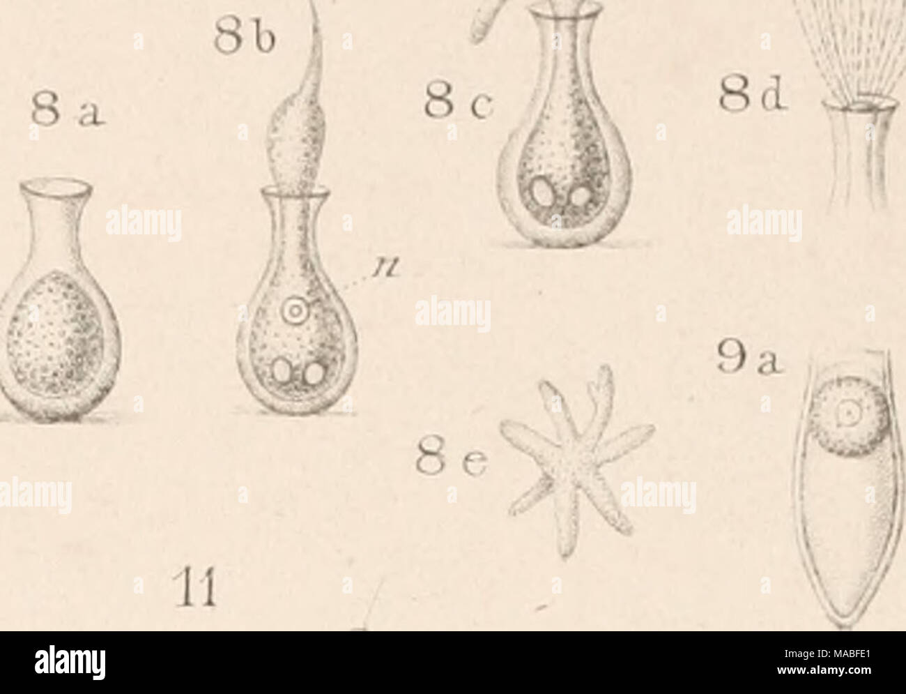 . Il dott. H.G. Bronn's Klassen und Ordnungen des Thier-Reichs : wissenschaftlich dargestellt in Wort und Bild . 9 b abbiamo 15 a J4-F # 15 b 15&LT; [5d y^^^ lo e J2 ! ] - -1 w f , â *--â â - t:^ // " â &AMP; ^ 14 C, â '- -^ Â" -- 14 a T 15 F I-fd r z v r // A / f iÃ .. nxt /ir^ / 14 b 0^ 14 ( /// //; 7^ r hc &lt; 1 Foto Stock