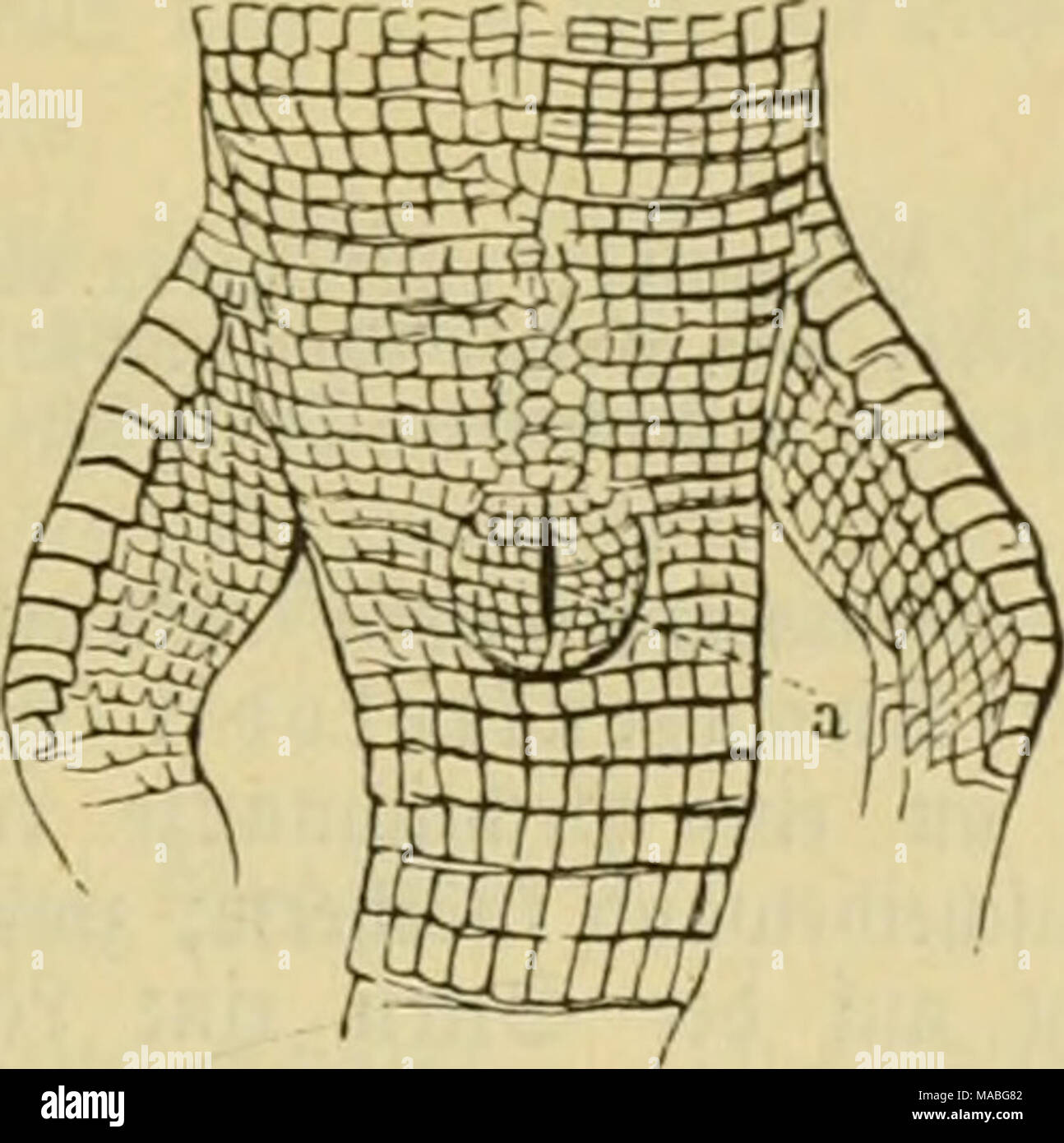 . Il dott. Johannes Leunis sinossi der thierkunde. Ein handbuch für Höhere lehranstalten und für alle, welche sich wissenschaftlich mit der naturgeschichte der thiere beschäftigen wollen . 3)ie ^I'cnnböffnnng ift un ben Micfcrränbern mit metft fcgclförmigen 3fif}iien befetJt, bie in befon'bcrc ^lueotcn cingcpf(an5t finb (Jyig. 404.). Tirante 3ö^ne finb ^0^1. ®ie (Svfat35äf)ne entundeln fid) unter bcn alten 3öf)nen. ®ic ^aijl ber 3ä^ne ift bei ben ein',elnen Slrtcn eine jiemlic^ fonftante. S)ie B^nxQC ift platt imb fann, ba fic mit i{)rcr ganzen ^(äd)es auf bem 33oben ber ä}iunbp()Ie fcftgciuadjfcu ift, Foto Stock