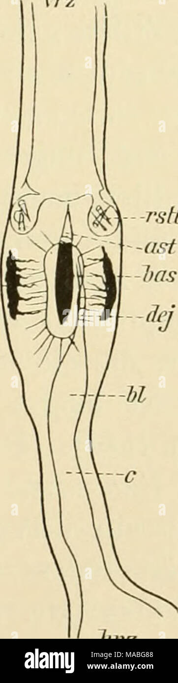 Il dott. H.G. Bronn's Klassen und Ordnungen des Thier-Reichs :  wissenschaftlich dargestellt in Wort und Bild . Fig. XXin â XXVn.  Stiletapparate verschiedener MetanemertinenrÃ¼ssel. Fig. XXIII. von  Amx>hiporus validissimus. - XXIV. -