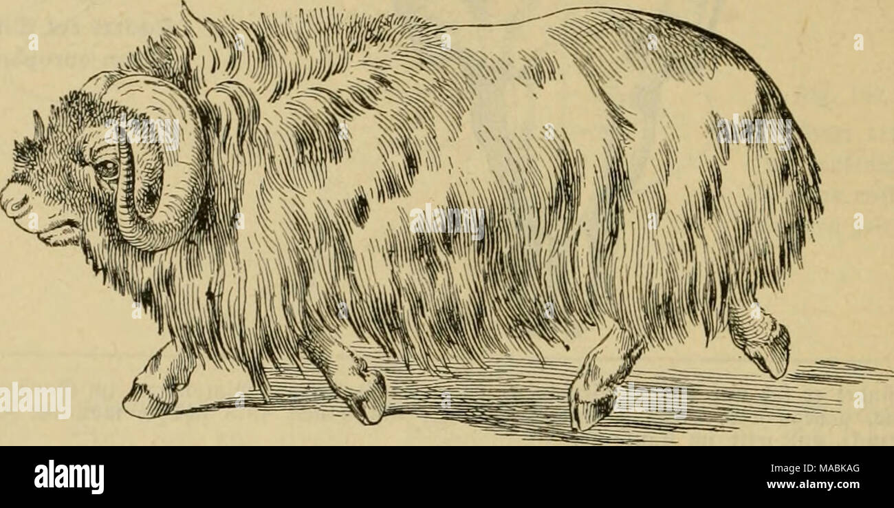 . Il dott. Johannes Leunis sinossi der thierkunde. Ein handbuch fÃ¼r hÃ¶qui lehranstalten und fÃ¼r alle, welche sich wissenschaftlich mit der naturgeschichte der thiere beschÃ¤ftigen wollen . 513. 189. a3ifamc(f(fe, Ovibos mo.schÃ¤tus; in 1,22 ber natÃ¼vÃ¼e^cn Â®rcÂ§e. bunfelbraun, unten fd)n)Ar3braun; auf ber 5D?mitte bes 9iÃ¼denS ein brÃ¤unlidjmeiÃer mi^ted; bie Â§Ã¶rner finb ^ett^orngrau; ÃÃ¶r|3erlÃ¤esn 2,35 â "; Â©(^manstÃ¤ESN 7 cm; Â®C^u(ter^Ã^e 1,1 m. 3n beerten l^su 20 â 30 rbli(i^ ucn CQO nÃ¶rbL iBveite, tranbcrt ijom Sc&GT;?tcmber h9 Wai; flettcrt gciranbt auf Reifen; nÃ¤f)vt fidÂ" w Foto Stock