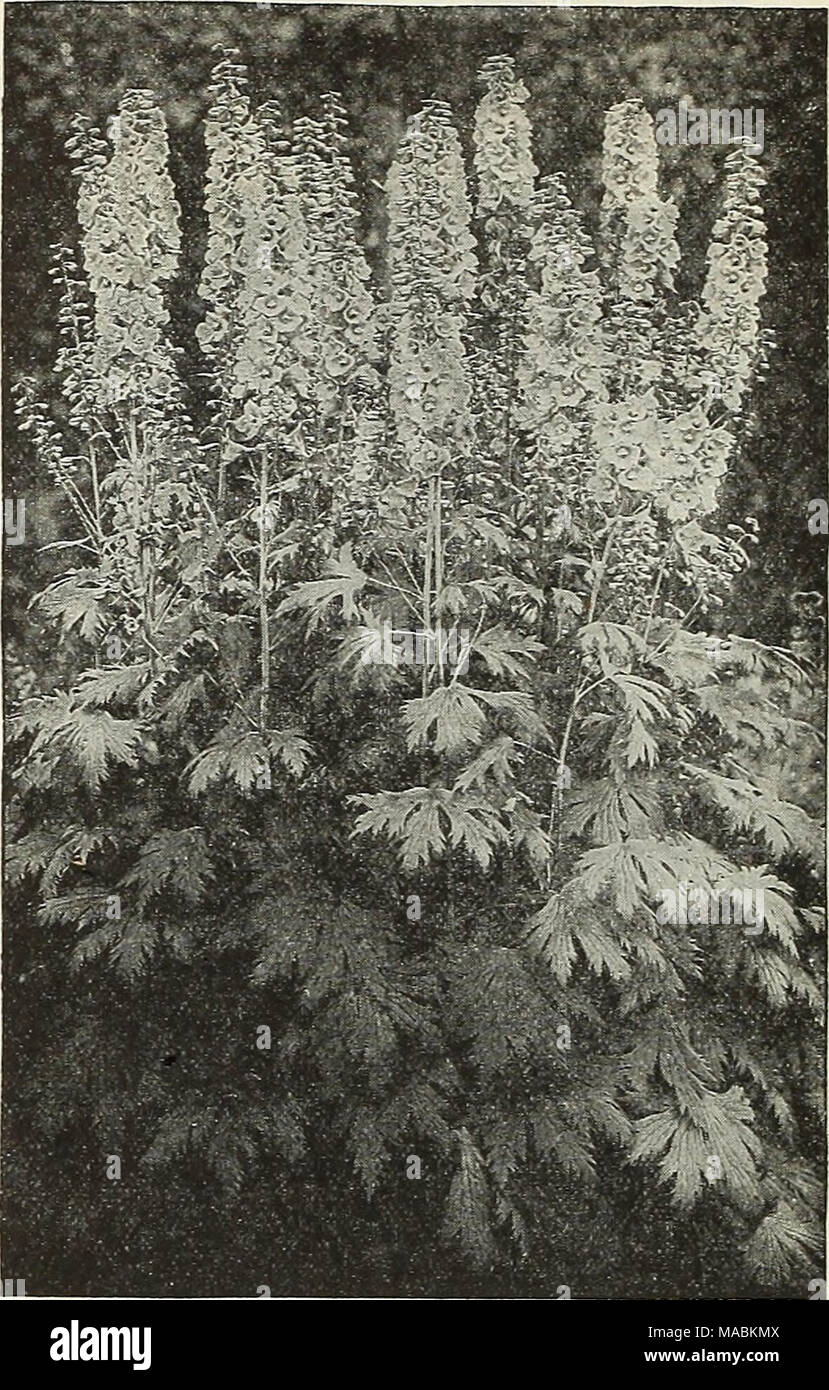 . Dreer all'ingrosso listino prezzi per fioristi : Speciale Spring Edition . Fare doppio flOTverIng Coreopsis Lanceolata Grandiflora fl. pi. Dreer ibrida Delphinium Delphinium (Hardy Larkspur) Delphiniums sono uno dei più popolari per- ennials e sono in grande richiesta sia per la decorazione del giardino e per il taglio. Tr. pkt. Oz. Wrexham HoIIyhock-floTcered misto. Im- mense picchi, fiori di dimensione più grande e in tutti i toni del blu; extra scelti miscela. % Di oz, $2.00 $1 00 $C 00 Dreer De Luxe ibridi. Le piante di forte abitudine vigorosa con picchi di immensa di fiori di dimensione più grande in tutti i toni f Foto Stock