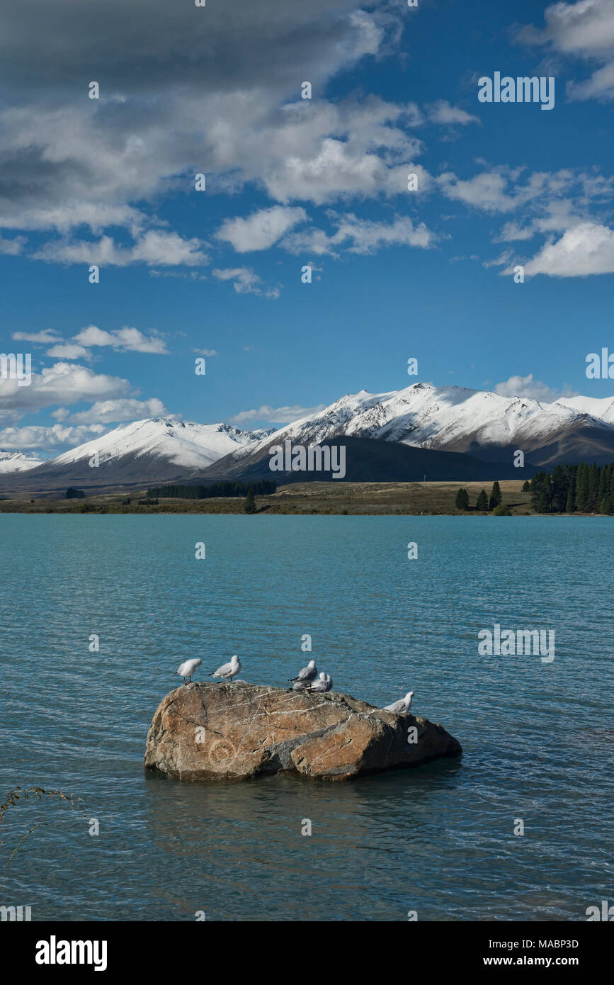Giorno di estate al Lago Tekapo, Nuova Zelanda Foto Stock