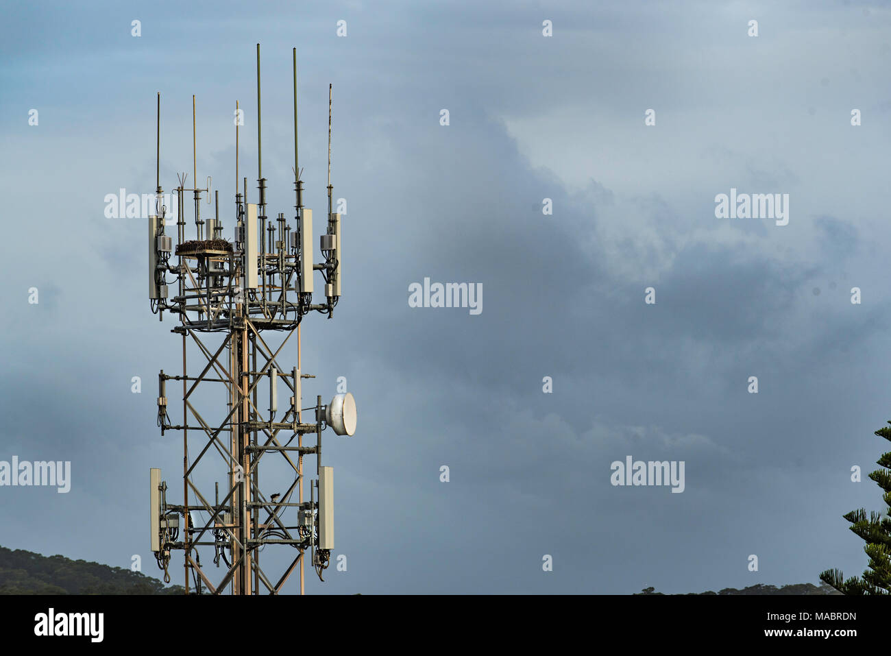 Un telefono cellulare o un telefono cellulare torre nel paese NSW, Australia con una speciale piattaforma integrata per un locale Osprey bird family nest Foto Stock