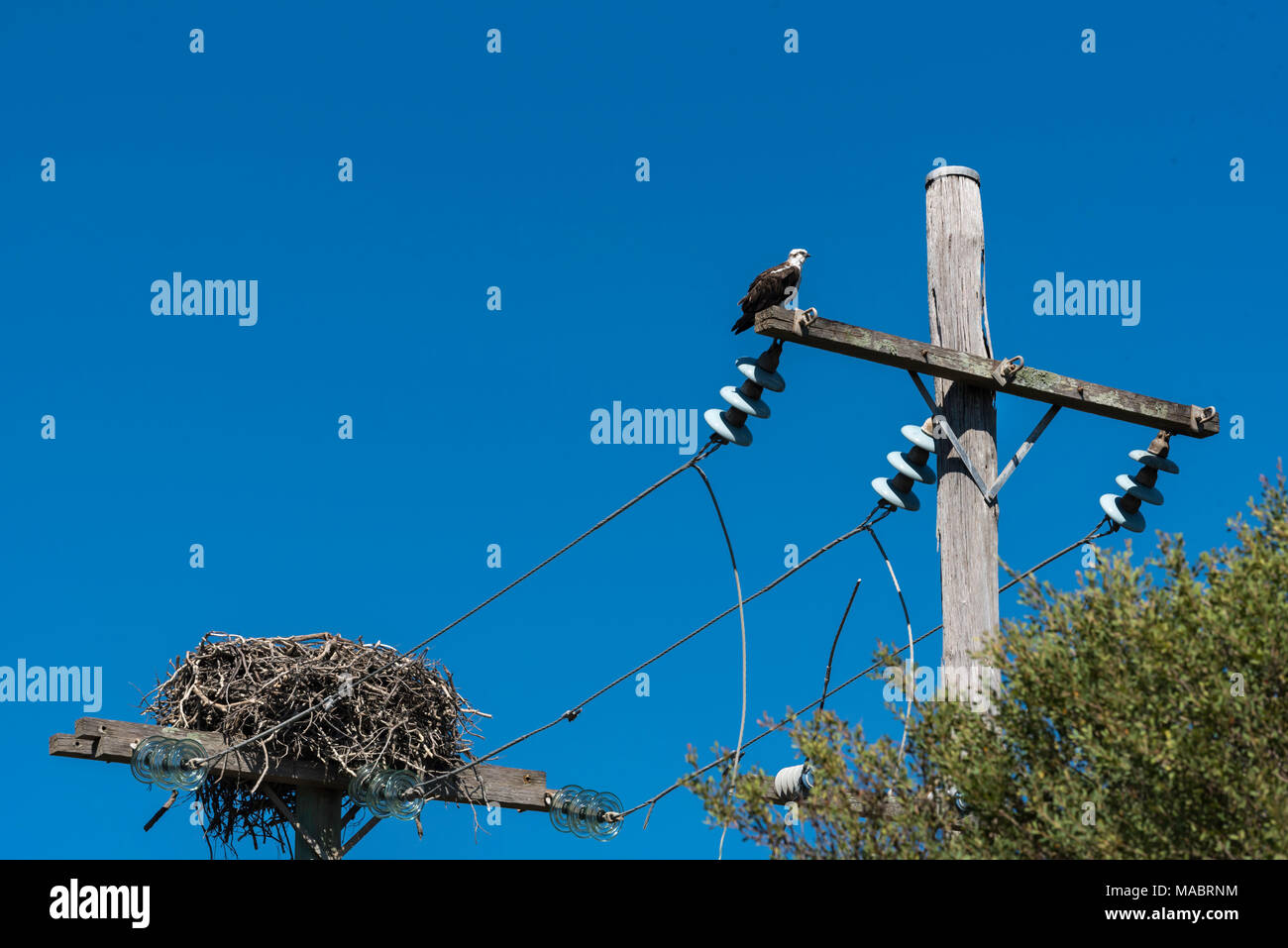 La parte orientale Falco pescatore (Pandion haliaetus cristatus) nido sulla sommità di una potenza elettrica pole. La Osprey è aka falco di mare, fiume hawk o pesce hawk. Foto Stock
