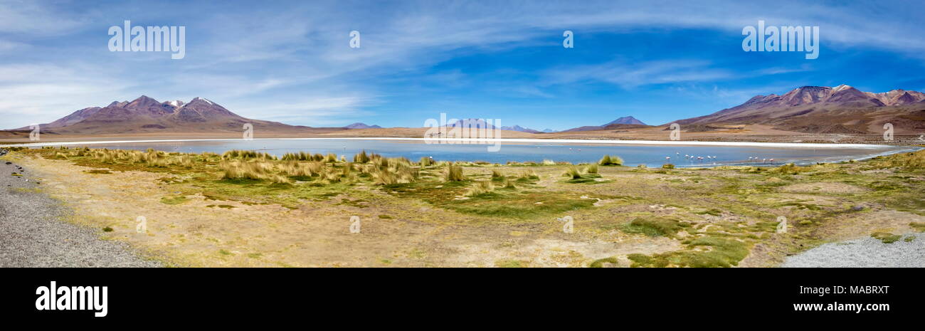 Laguna Colorada a Eduardo Avaroa fauna Andina riserva nazionale in Bolivia Foto Stock