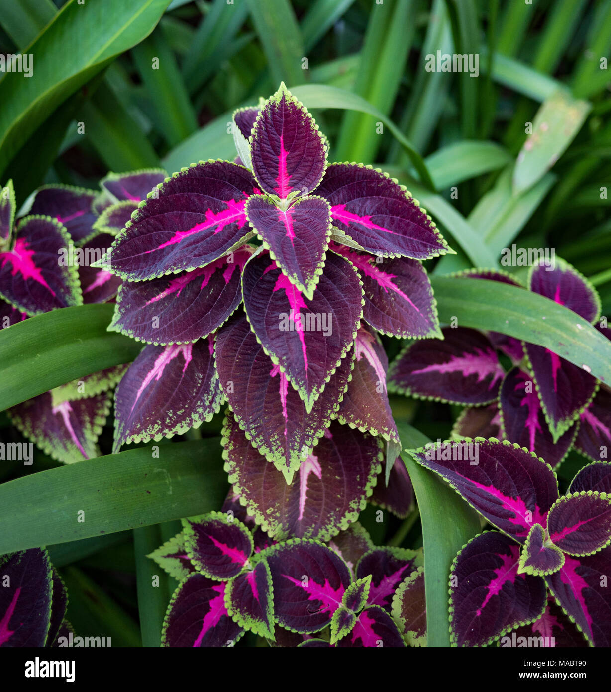 In prossimità di una bella viola e foglie di colore rosa e circondato dal verde Foto Stock