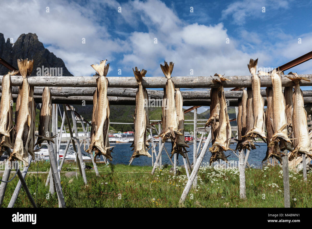 Corpi di pesce di essiccazione, Ballstad,, Isole Lofoten in Norvegia, Europa Foto Stock