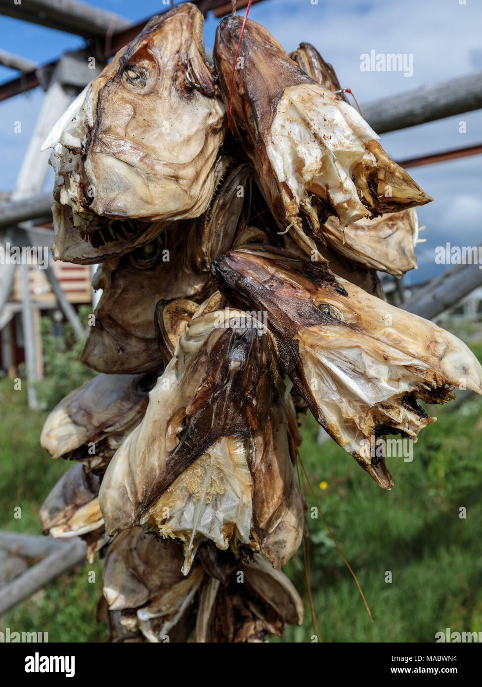 Teste di Pesce di essiccazione, Ballstad,, Isole Lofoten in Norvegia, Europa Foto Stock