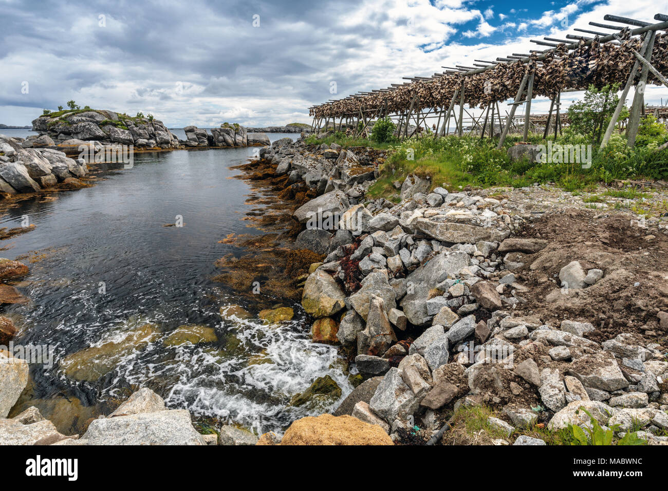 Teste di Pesce di essiccazione, Ballstad, Isole Lofoten in Norvegia, Europa Foto Stock