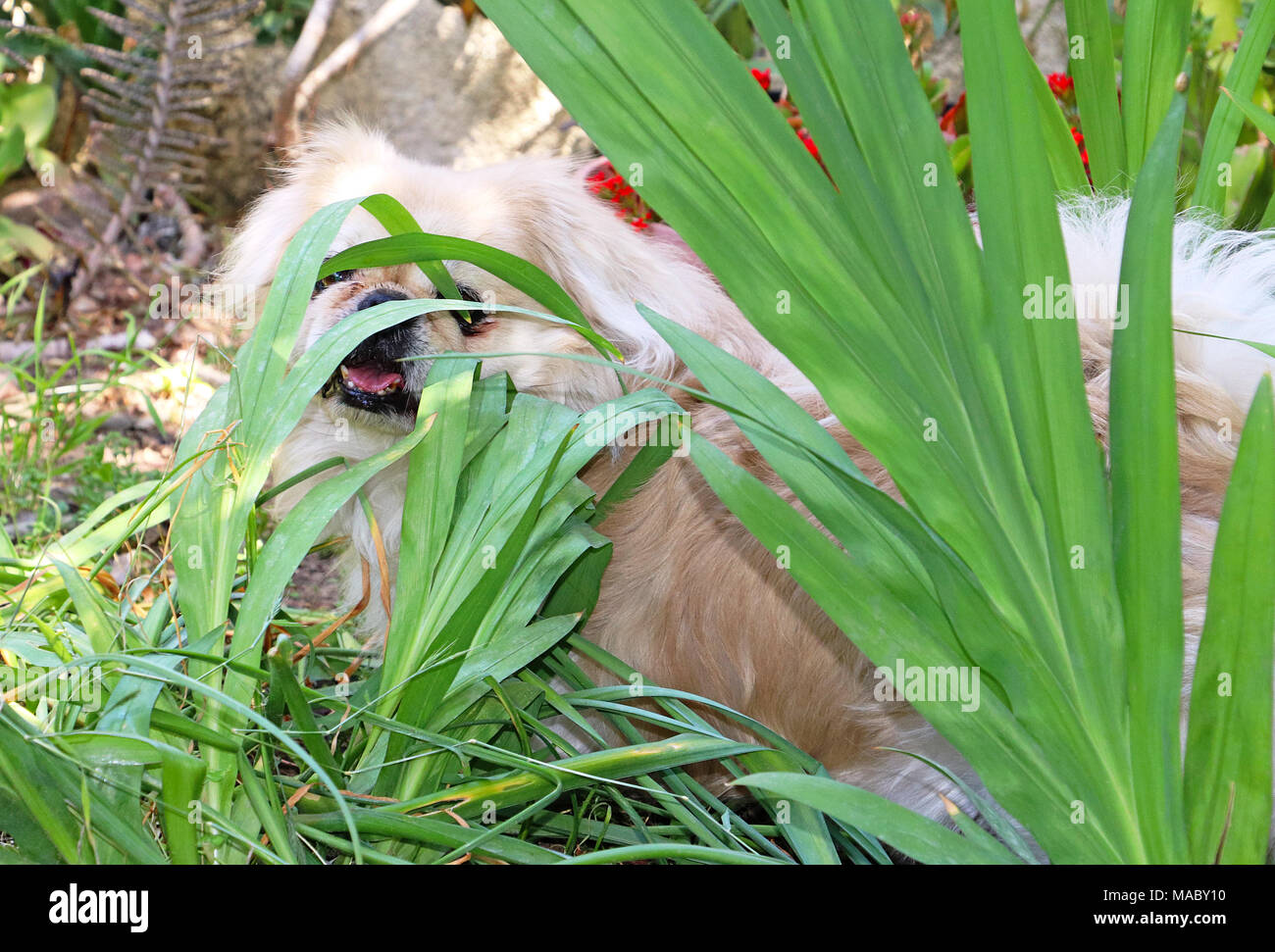 Pekingese cane bianco gioca nel giardino in primavera Foto Stock
