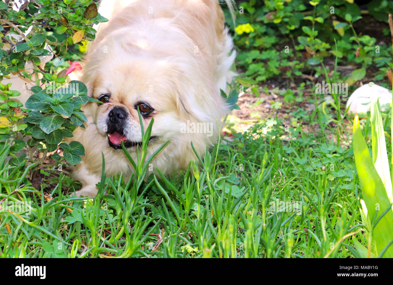 Pekingese cane bianco gioca nel giardino in primavera Foto Stock