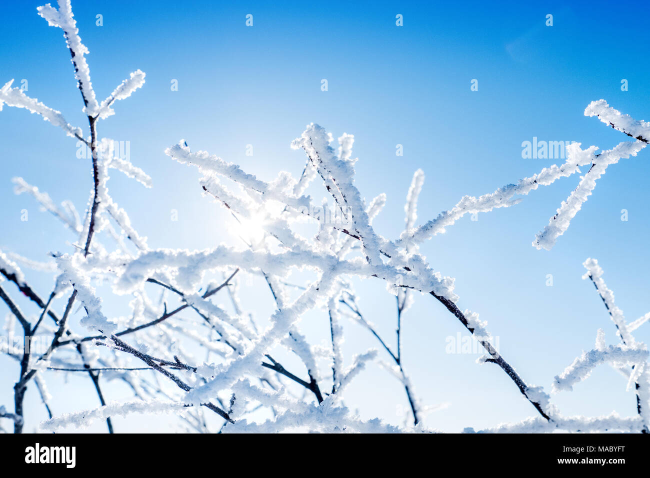 Inverno il sole tra i rami smerigliato Foto Stock