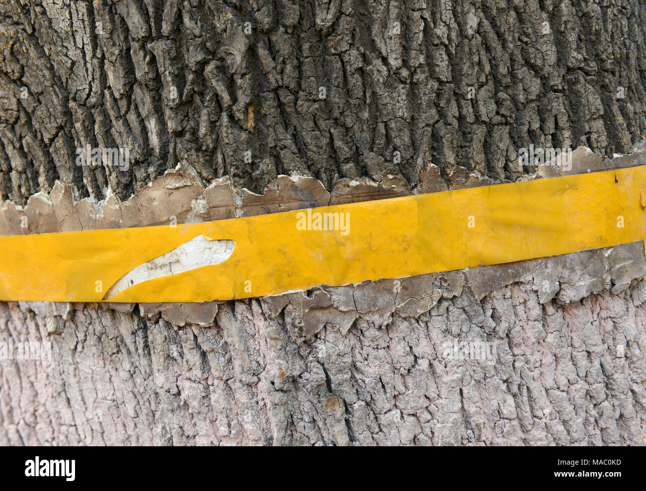 Un giallo banda di antiparassitari circonda la parte superiore di un calcinate tronco di albero base su un Hutong street a Pechino in Cina Foto Stock