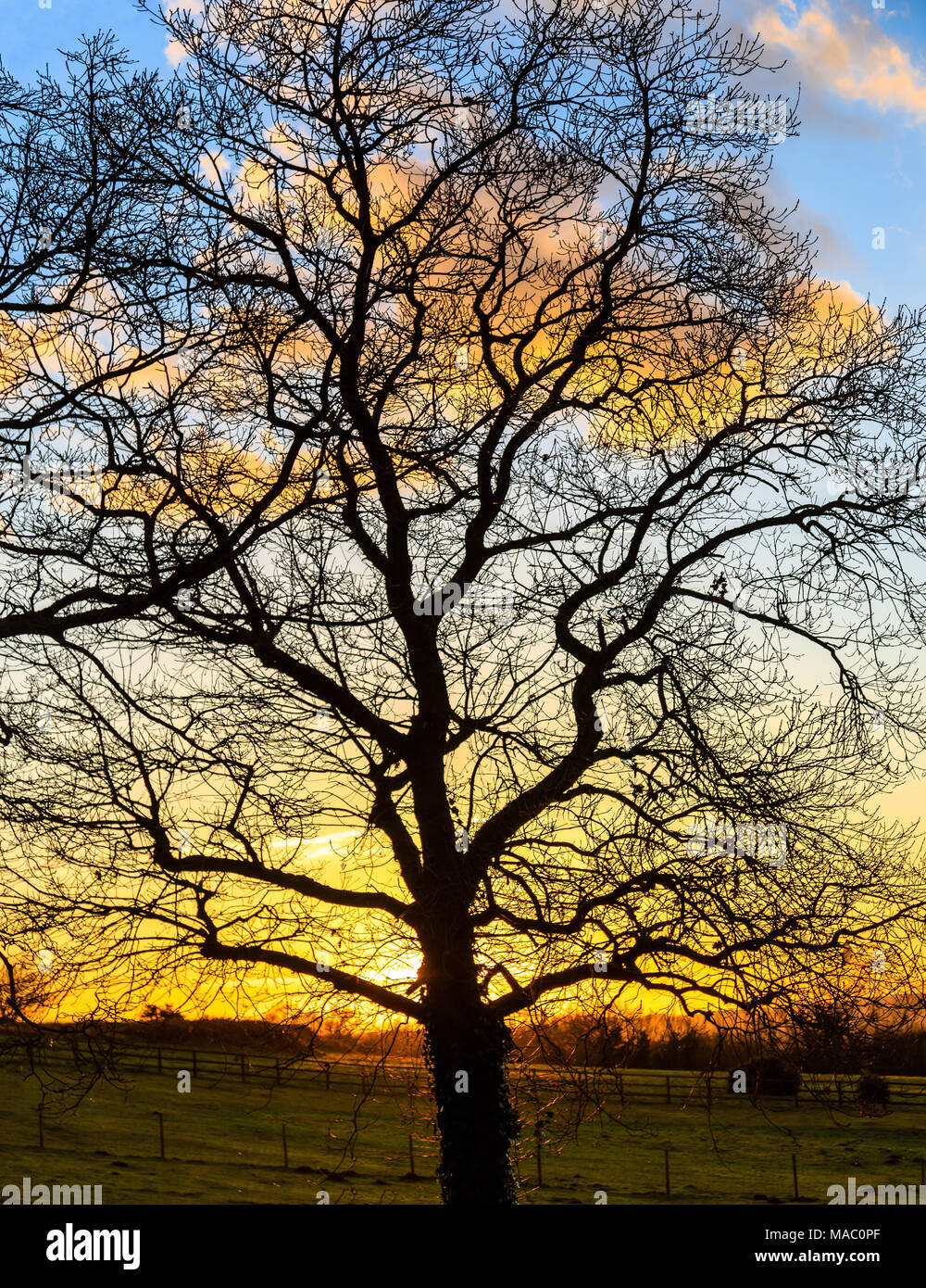 Oak Tree silhouette in un tramonto in inverno Foto Stock