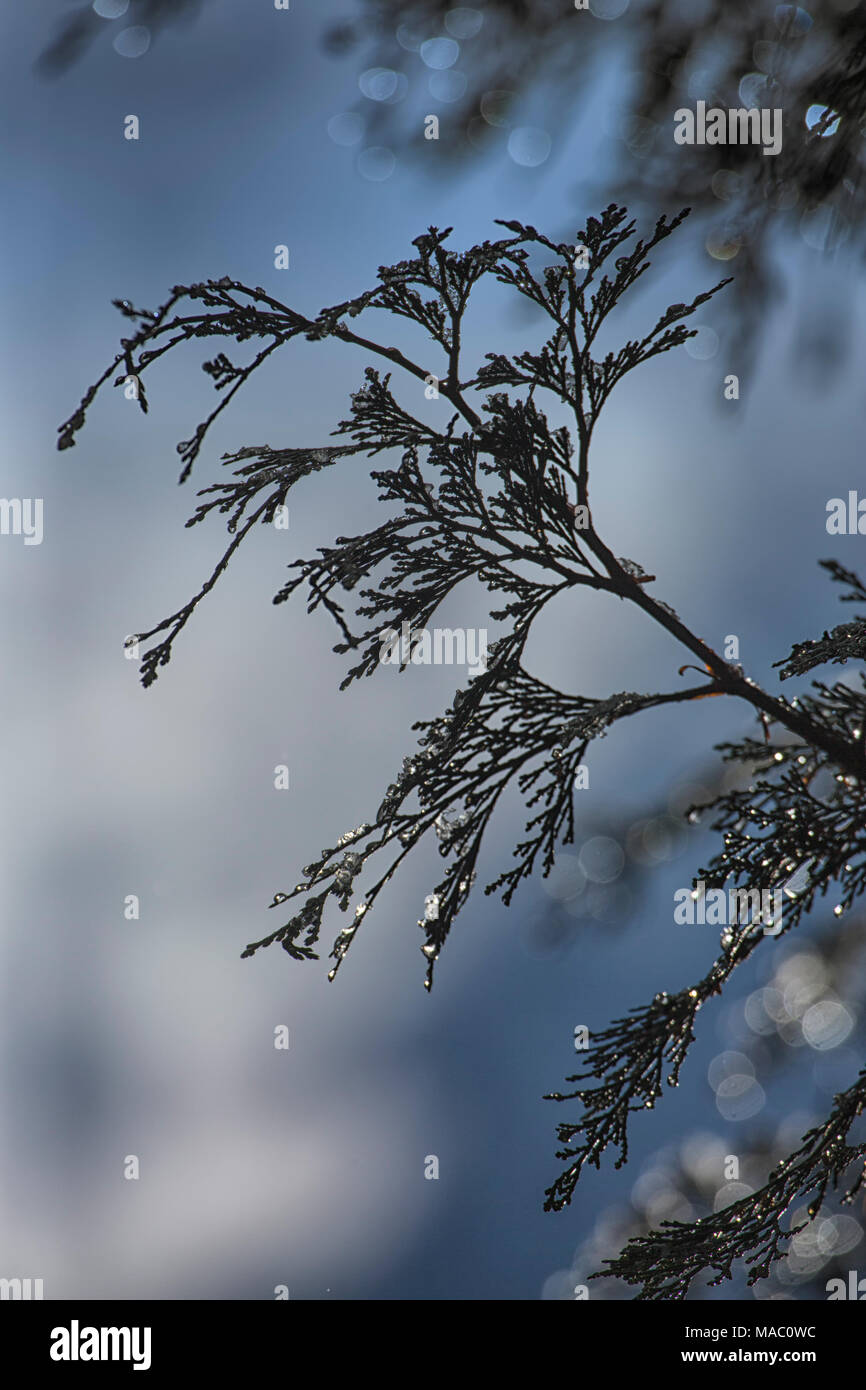 Inverno nel Parco Nazionale di Yosemite in California, Stati Uniti d'America Foto Stock