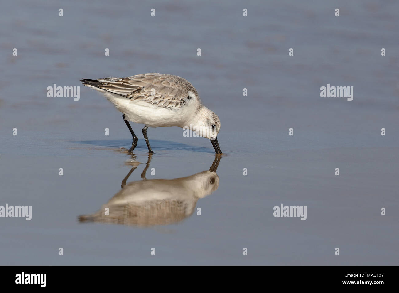 Sanderling alimentando in mare Foto Stock