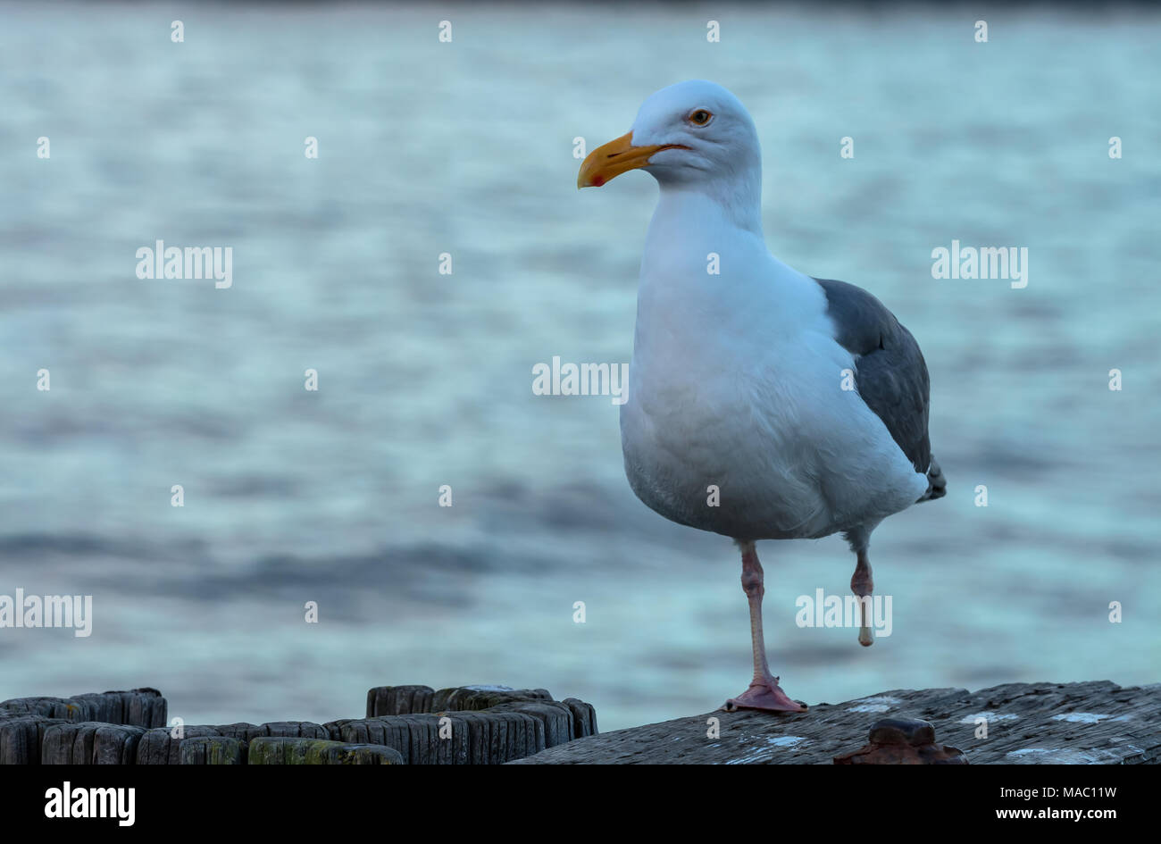 Ritratto di un gabbiano occidentale (Larus occidentalis) con un piedino mancante, Sausalito, California, Stati Uniti. Foto Stock