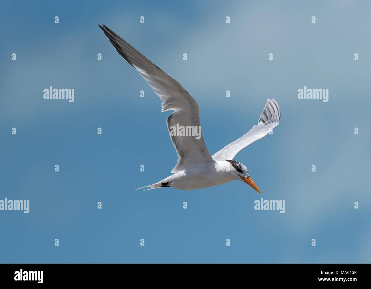 Royal tern (Thalasseus maximus) vola sopra il Golfo del Messico Foto Stock