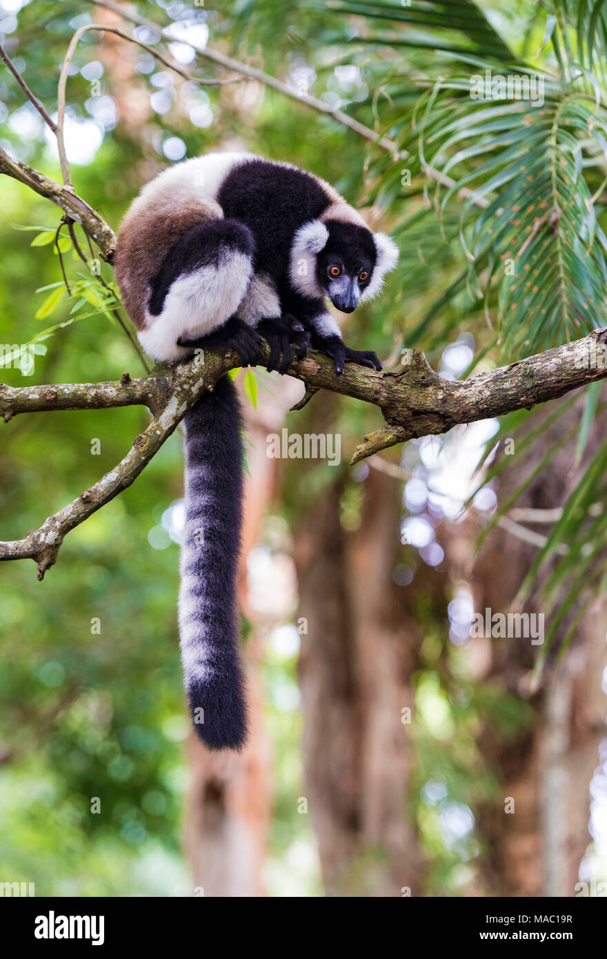 In bianco e nero lemure ruffed (Lemur Varecia variegata), famiglia Lemuridae, Ankanin Ny Nofy, Madagascar Foto Stock