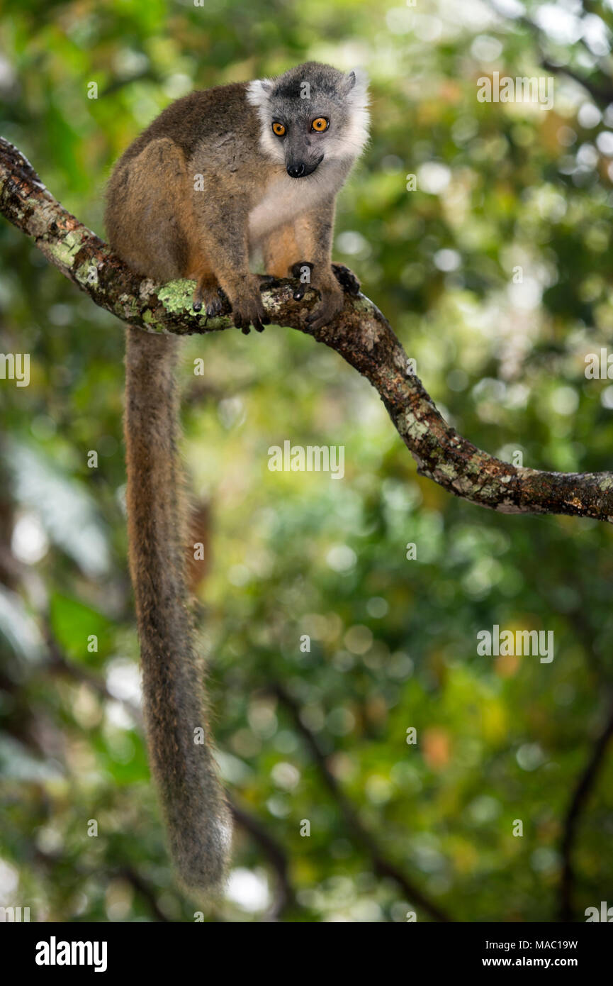 Il Eulemur ibrido (famiglia Lemuridae), endemica del Madagascar, Ankanin Ny Nofy, Madagascar Foto Stock