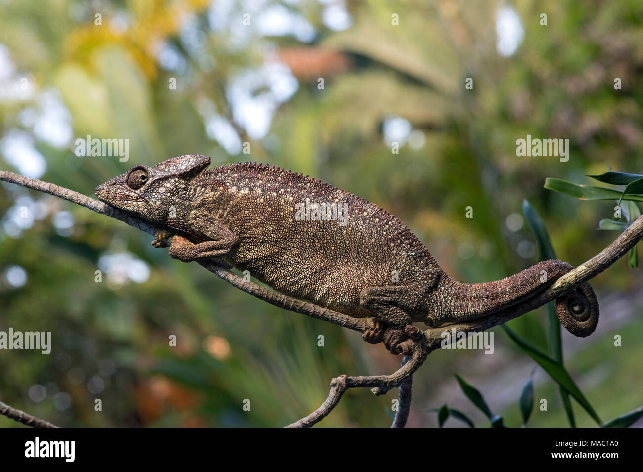Parson's chameleon (Calumma parsonii), (Chameleonidae), endemica del Madagascar, Ankanin Ny Nofy, Madagascar Foto Stock