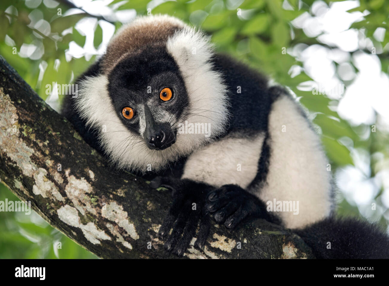 In bianco e nero lemure ruffed (Lemur Varecia variegata), famiglia Lemuridae, endemica del Madagascar, Ankanin Ny Nofy, Madagascar Foto Stock