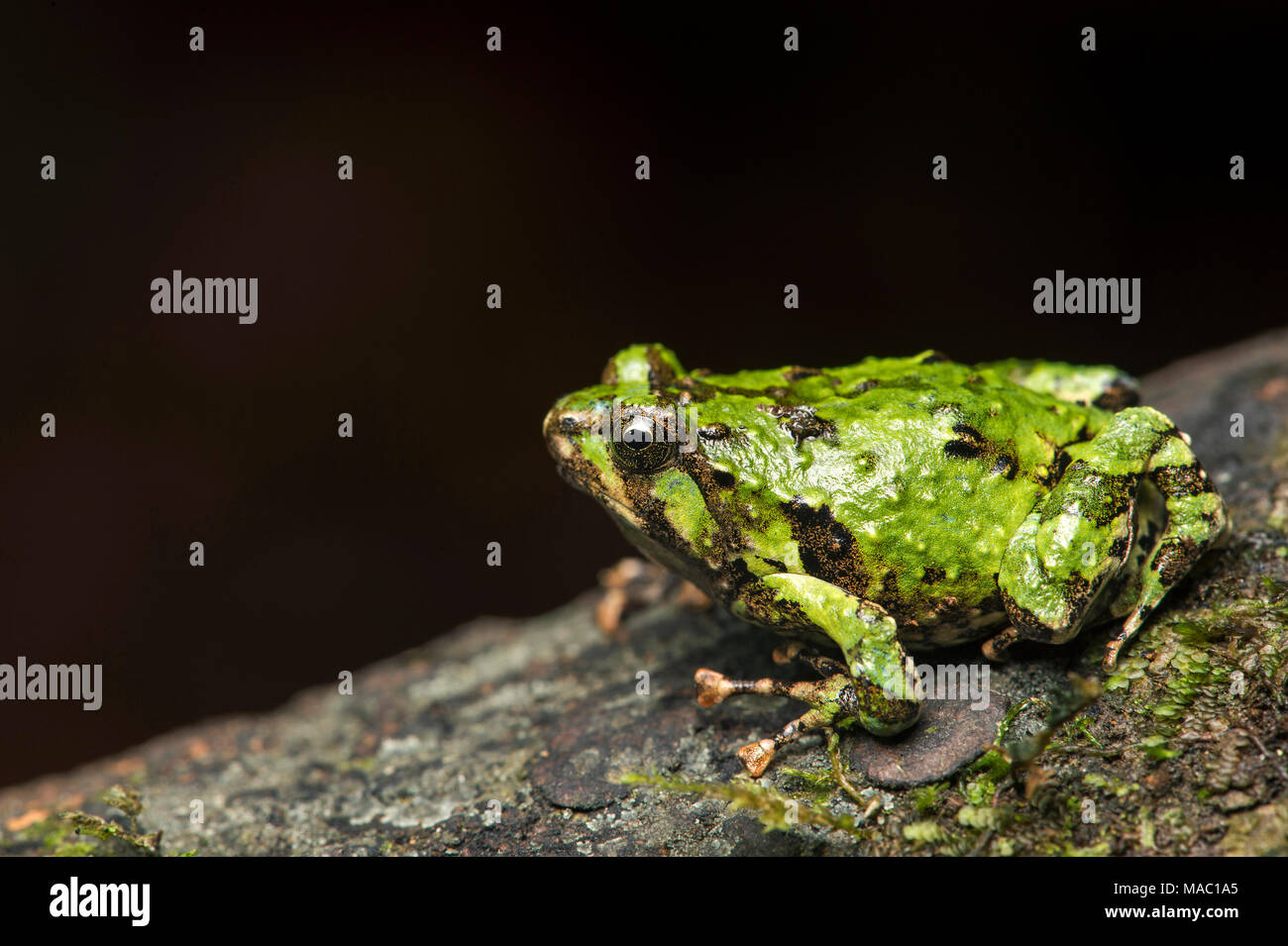 Green scavando frog (Scaphiophryne marmorata), famiglia Microhylidae, Andasibe Parco nazionale del Madagascar Foto Stock