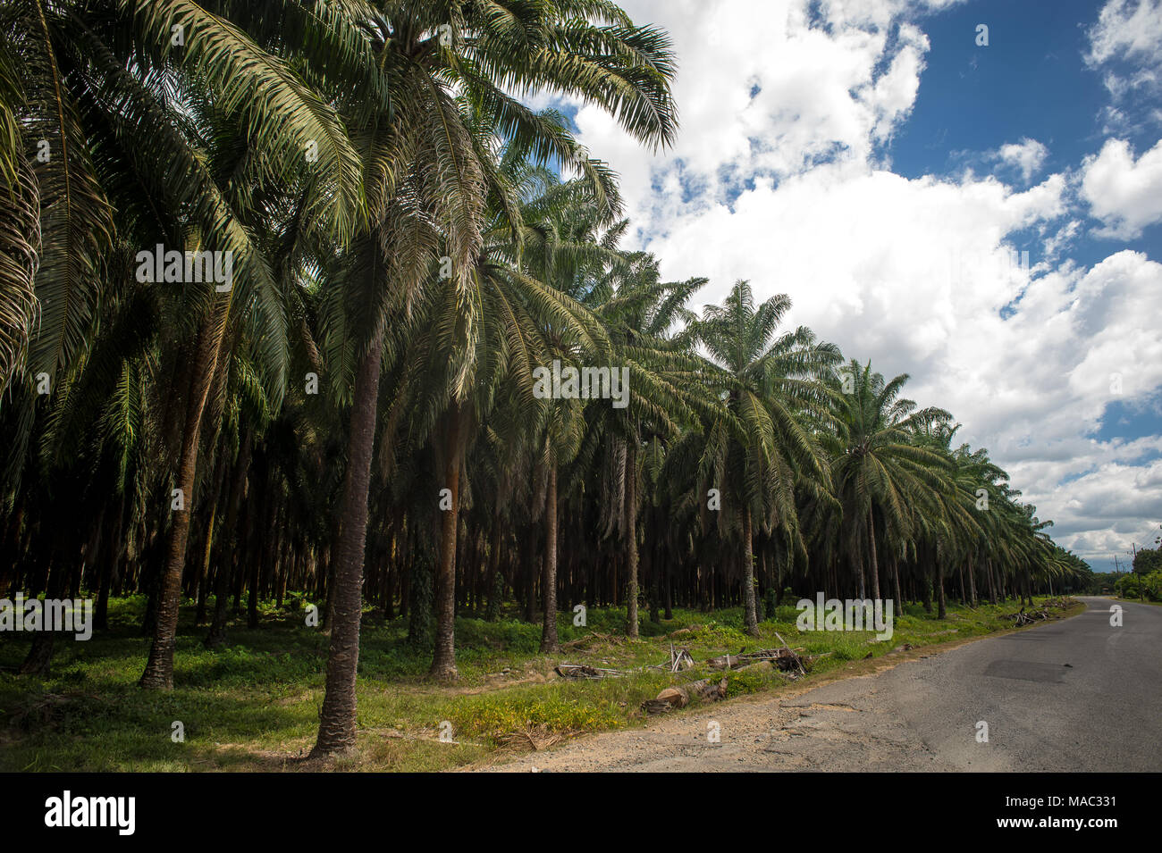 Olio di palma piantagioni, Elacis guineensis, Arecaceae, Sierpe, Costa Rica, Centroamerica Foto Stock