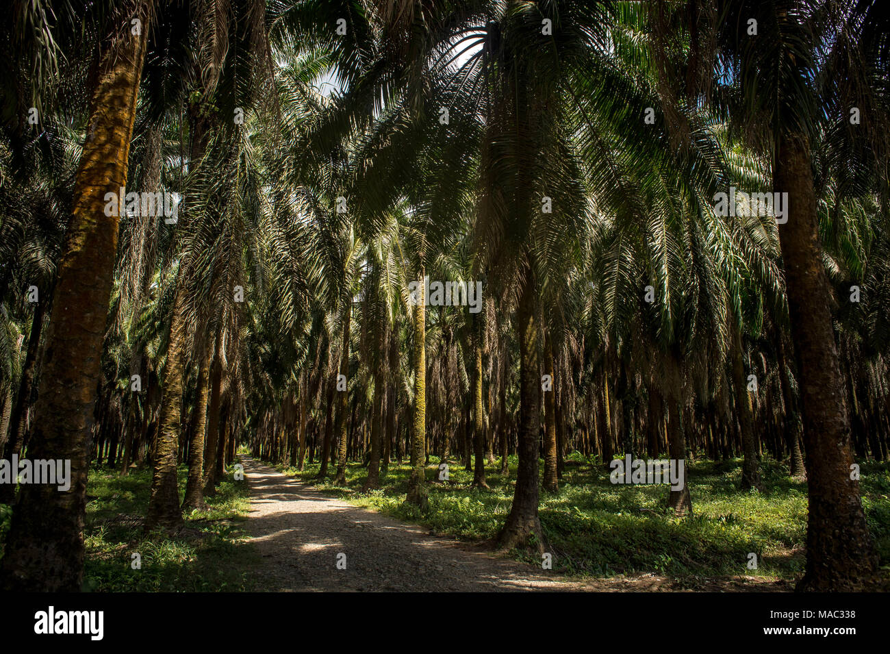 Olio di palma piantagioni, Elacis guineensis, Arecaceae, Sierpe, Costa Rica, Centroamerica Foto Stock