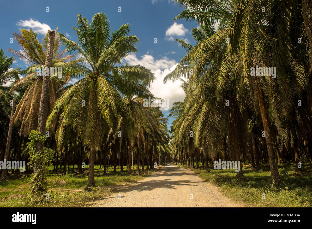 Olio di palma piantagioni, Elacis guineensis, Arecaceae, Sierpe, Costa Rica, Centroamerica Foto Stock