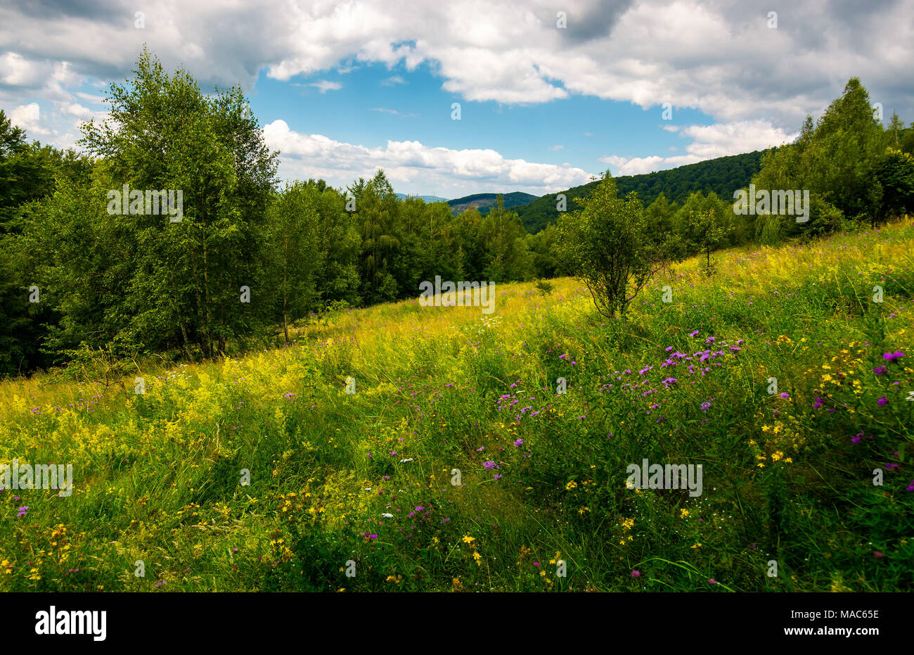 Prato con erbe selvatiche tra la foresta in estate. bellissimo paesaggio naturale in montagna in una giornata nuvolosa Foto Stock