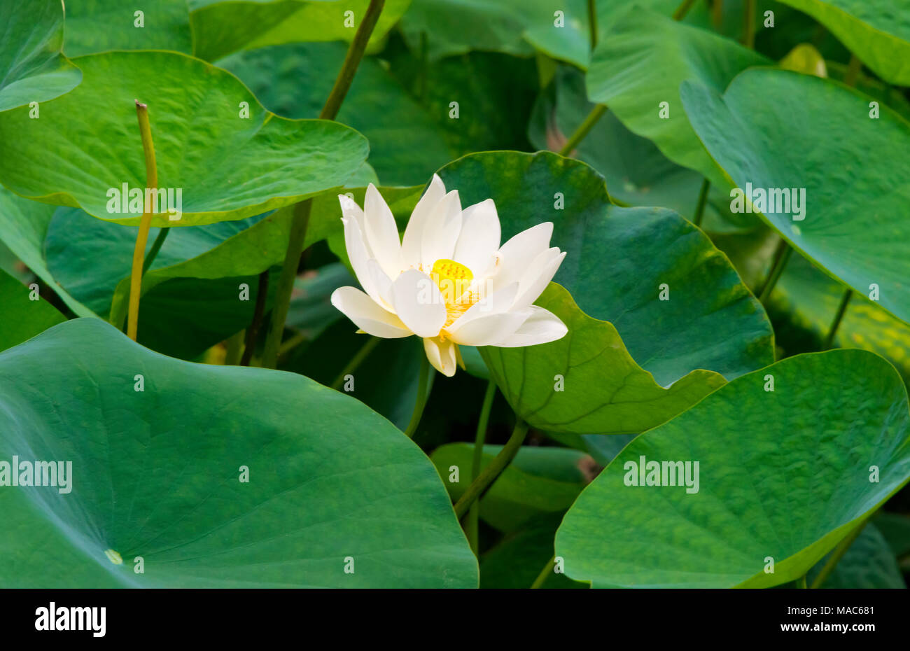 Fiore di loto, Cina Foto Stock