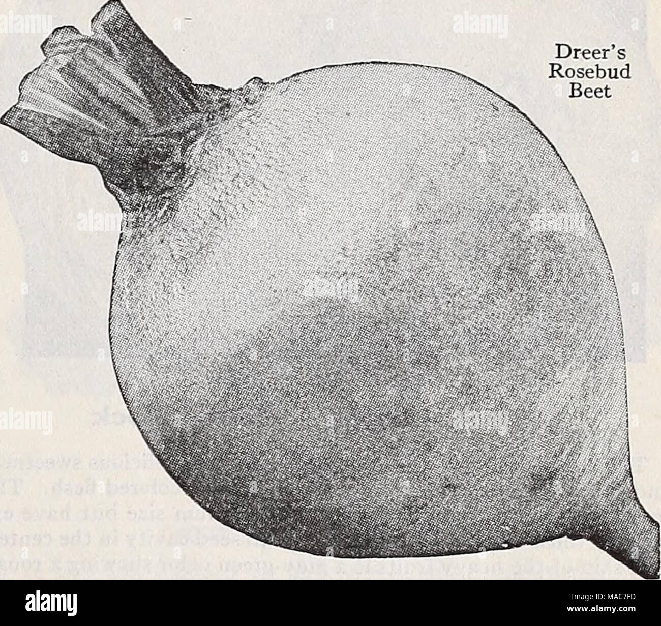 . Dreer le novità e le specialità 1939 : 101 anni di qualità Dreer semi vegetali lampadine . 162 barbabietole-Rosebud consideriamo questa nuova barbabietole degno di un posto in ogni giardino perché combina più attraente aspetto con una scelta di qualità. Le radici sono perfettamente rotonda avente un piccolo collo e un sottile tocco root. Essi sono lisce e prive di indesiderati radici. La pelle è ricca di colore rosso e la carne al di sotto è un bel rosso profondo non mostrando le zone di luce. Ideale per Canning e decapaggio come pure per la cucina casalinga. La maggior parte dei deliziosi quando Ij pollici in diametro. Pkt. 10c; oz. 2Sc; J lb. 60c; lb. $1.50. Foto Stock