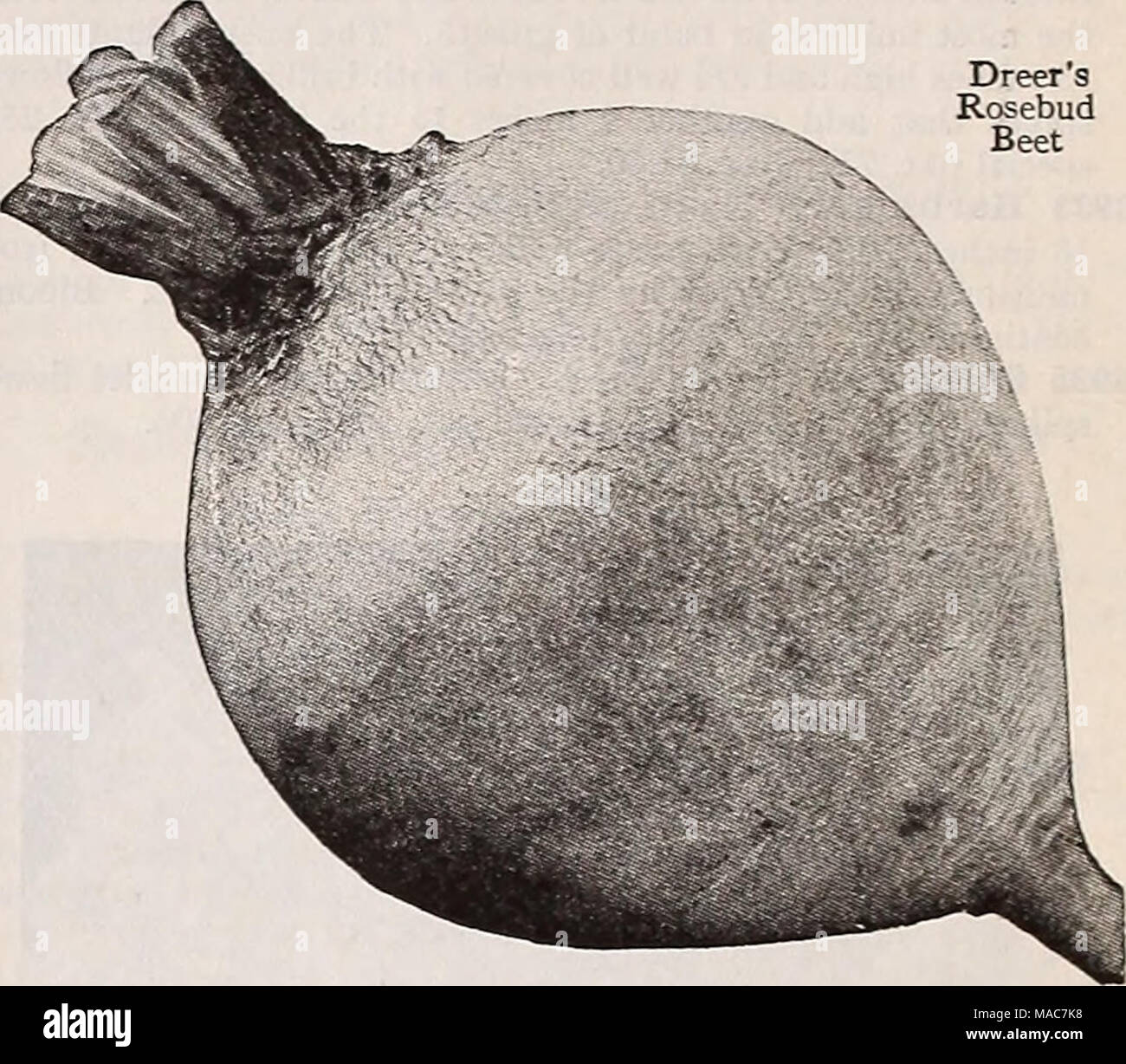 . Dreer le novità e le specialità per il 1937 . 162 barbabietole-Rosebud consideriamo questa nuova barbabietole degno di un posto in ogni giardino perché combina più attraente aspetto con una scelta di qualità. Le radici sono perfettamente rotonda avente un piccolo collo e un sottile tocco root. Essi sono lisce e prive di indesiderati radici. La pelle è ricca di colore rosso e la carne al di sotto è un bel rosso profondo non mostrando le zone di luce. Ideale per Canning e decapaggio come pure per la cucina casalinga. La maggior parte dei deliziosi quando 1§ pollici in diametro. Pkt. 10c; oz. 20c; lb. 60c; lb. $1.75. 237-carota Imperator questa carota rappresenta Foto Stock