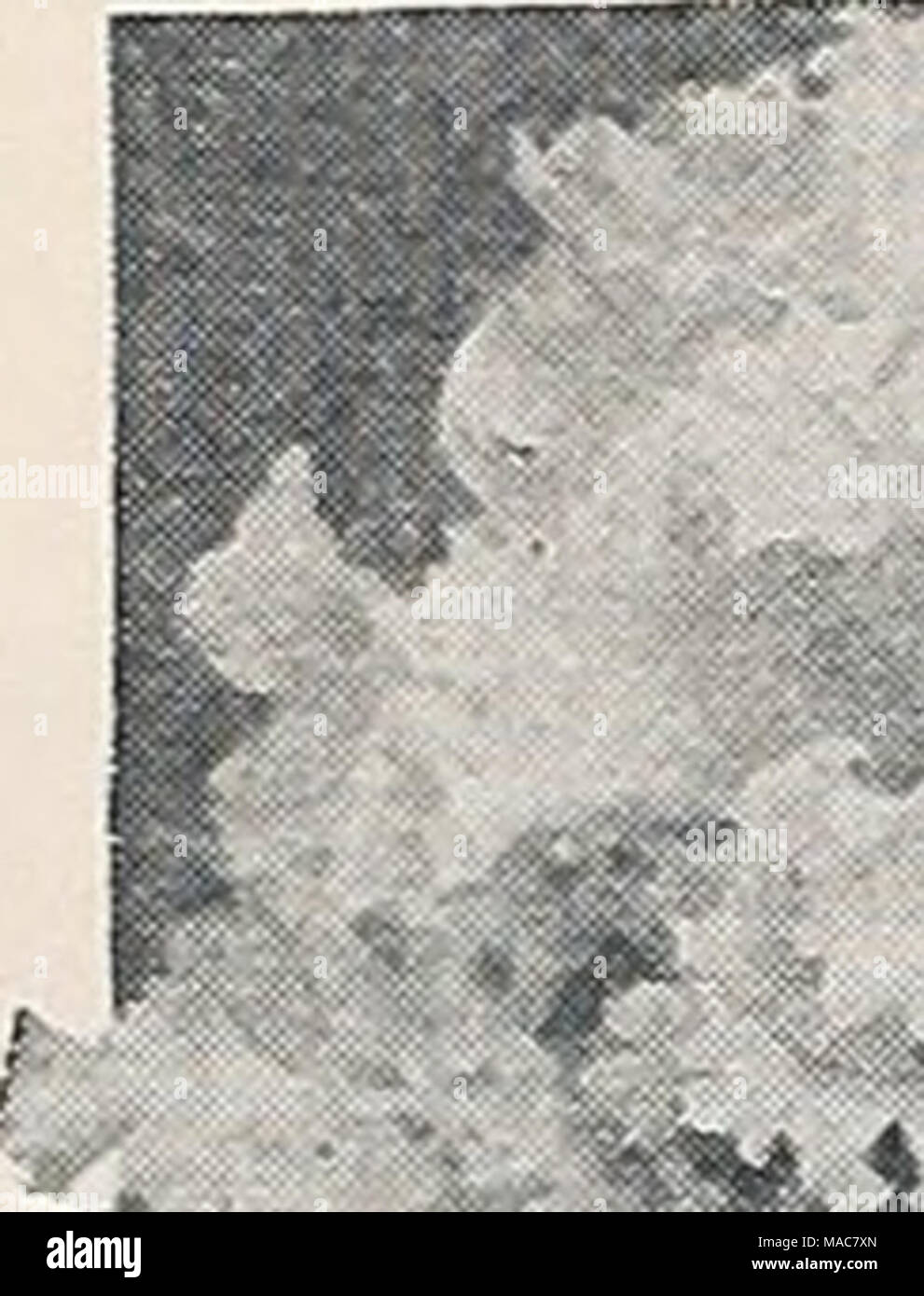 . Dreer le novità e le specialità 1934 . 1 "v fSf- Foto Stock