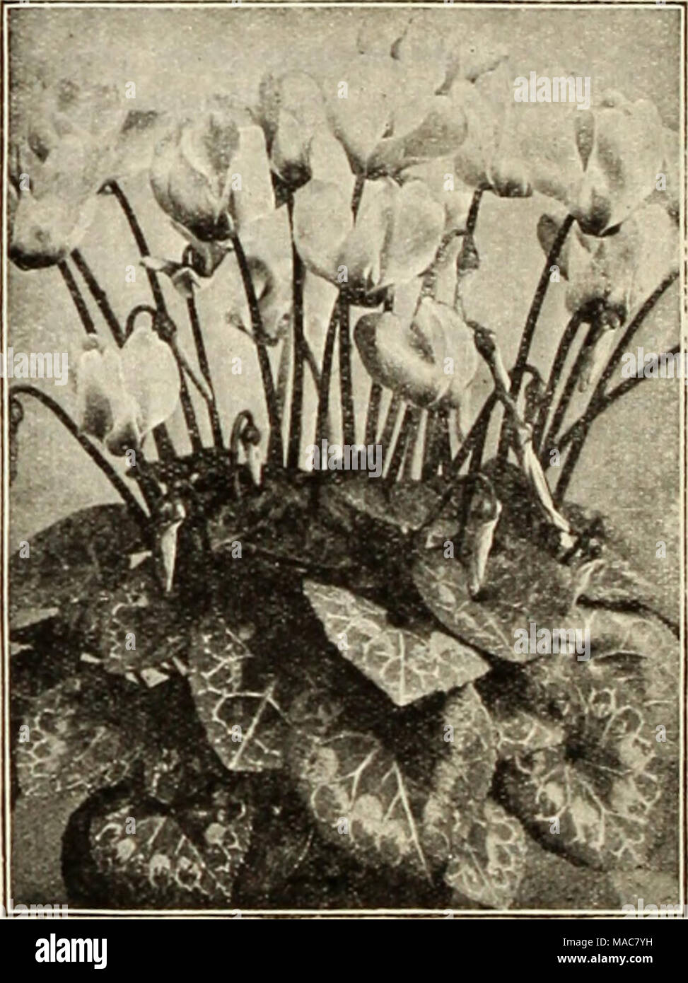 . Dreer dell elenco di mezza estate 1934 . Ciclamino Ciclamino-Dreer gigante del premio altamente valutata per piante da interni con belle foglie e riccamente colorata, profumati. Essi sono preferiti universale per l'inverno e la primavera fiorisce. Il nostro ceppo è extra fine e le varietà che offriamo sono noti per essere i migliori per essere avuto ovunque. Se adeguatamente curati per essi svilupperanno in grandi, vistosi, free-piante in fiore. Pkt. 100 semi 2133 falò. Salmone scarlatto; fioritura precoce.$0 50 $3 00 2127 scuro rosso sangue. Xmas red 2122 Gloria di Wandsbek. Salmone scuro. . 2125 migliorata rosa salmone 2126 Mozart (.Vra). Deep pink 2123 Foto Stock