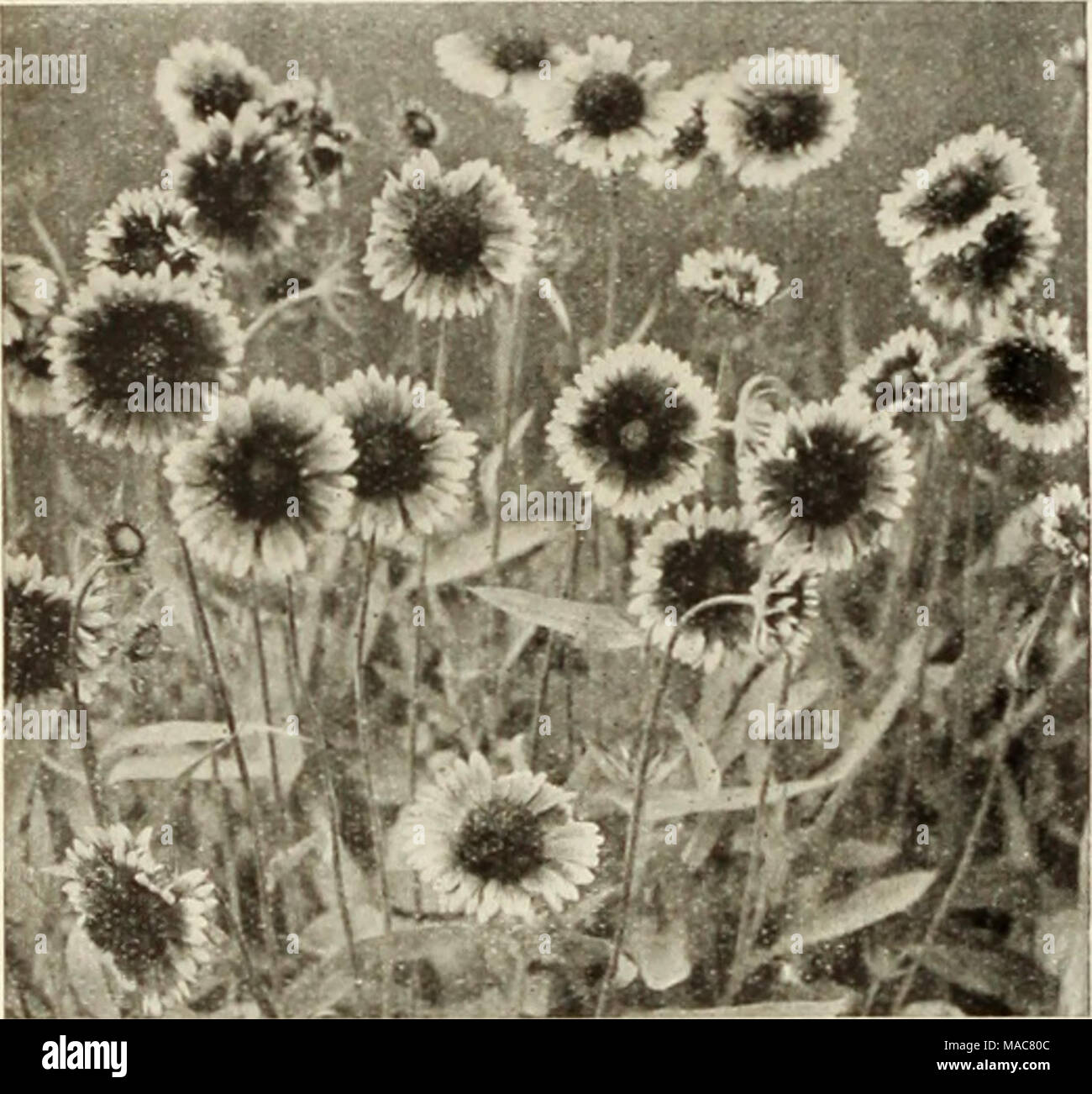 Dreer Dell Elenco Di Mezza Estate 1934 Gaillardia Gigante