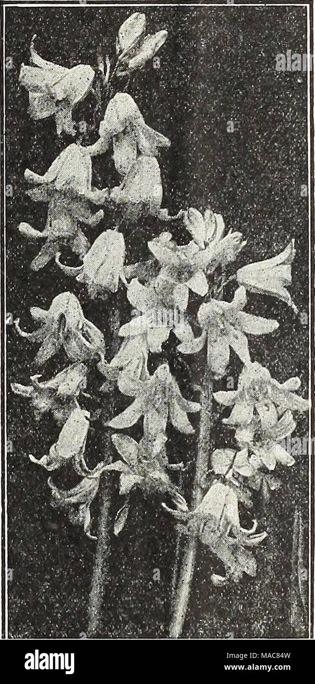 . Dreer dell elenco di mezza estate 1931 . 100 1000 S3 50 $30 00 5 00 40 00 3 50 30 00 3 50 30 00 Scilla Campanulata Foto Stock