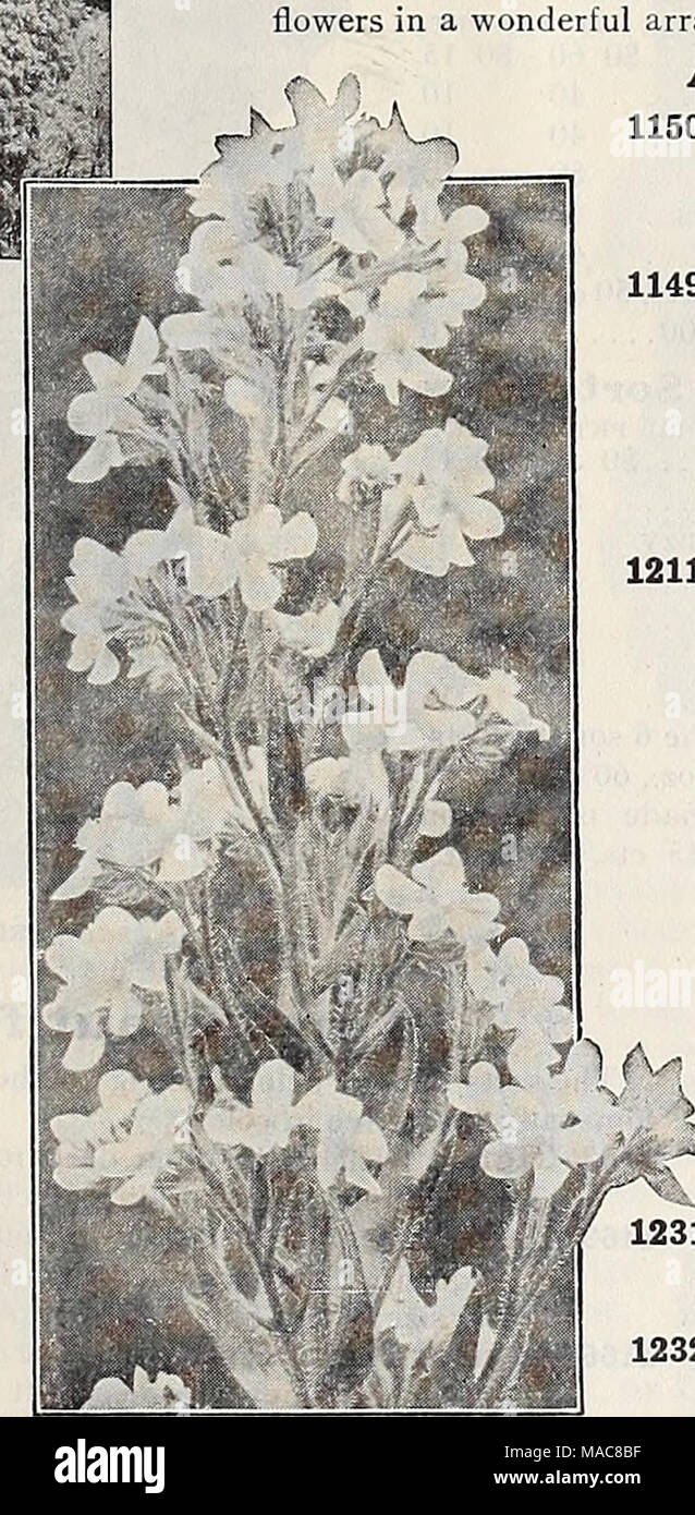 . Dreer dell elenco di mezza estate 1932 . Anchusa Italica Dropmore varietà non-GARANZIA-Henry A. Dreer, Inc. non fornisce alcuna garanzia espressa o implicita in relazione alla descrizione, qualità, produttiva- ness, o di qualsiasi altra questione, di qualsiasi seme, lampadine o piante che vendono e non sarà in alcun modo responsabile per il raccolto. Se l'acquirente non accetta la merce in questi termini, sono in una sola volta per essere restituiti. Foto Stock
