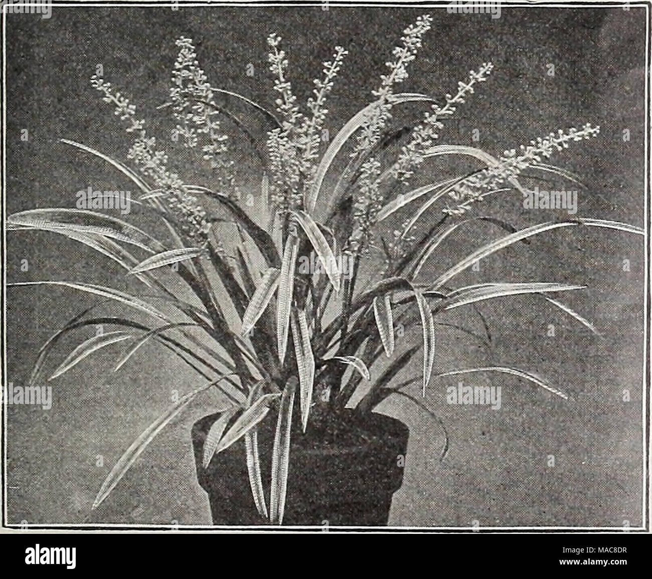 Dreer Dell Elenco Di Mezza Estate 1929 Sansevieria