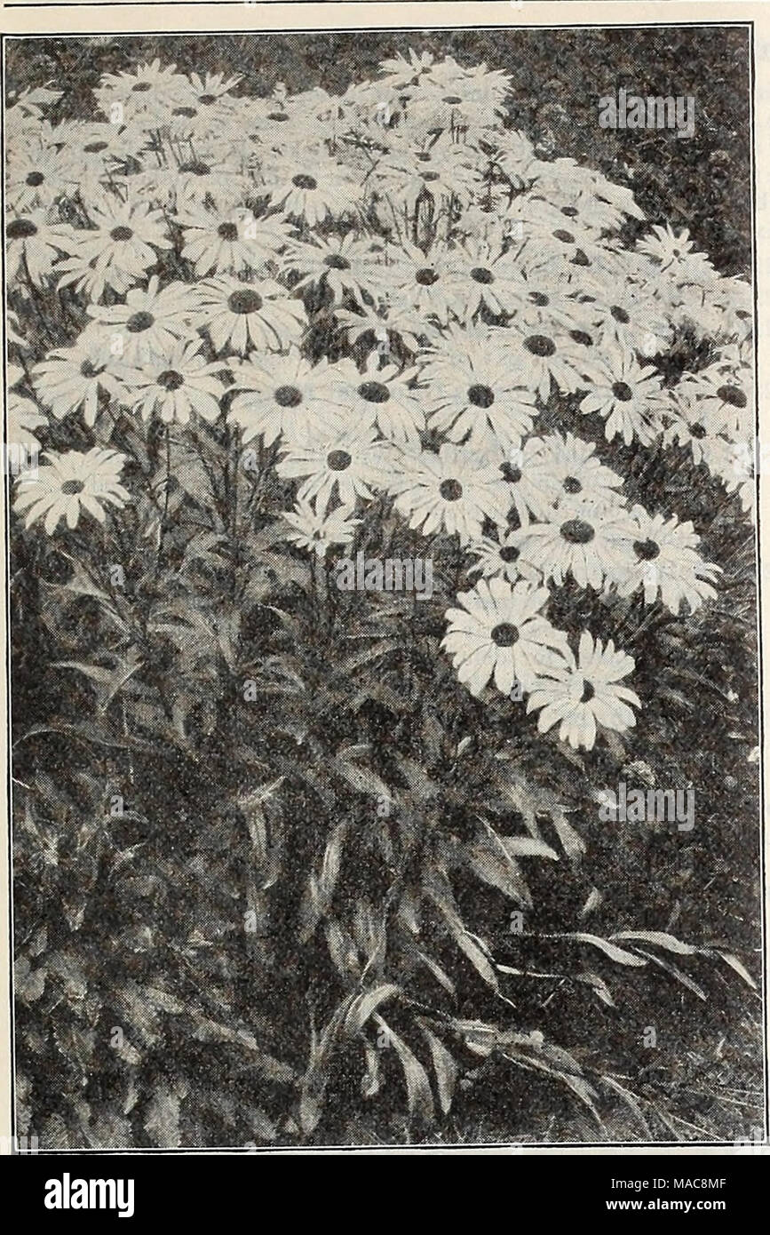 . Dreer dell elenco di mezza estate 1929 . Crisantemo (Shasta e Moonpenny margherite) per pkt. Massimo 1946 King Edward VII {Moonpenny Daisy). Considerato il più bello di tutti, con fiori di extraordi- nary dimensione, di bianco purissimo, forma perfetta, e sommamente libero-fioritura. oz., 30 cts $0 10 1948 Shasta Daisy Alaska. Una splendida ardito perenne varietà con fiori raramente meno di cinque pollici attraverso, della più pura scintillante bianco, con ampia petali sovrapposti e portati su lunghi steli vigorosi, un bel fiore reciso, j oz., 75 cts 1950 Shasta Daisy Mixed. Una miscela di generale salvato da un gran numero di Foto Stock